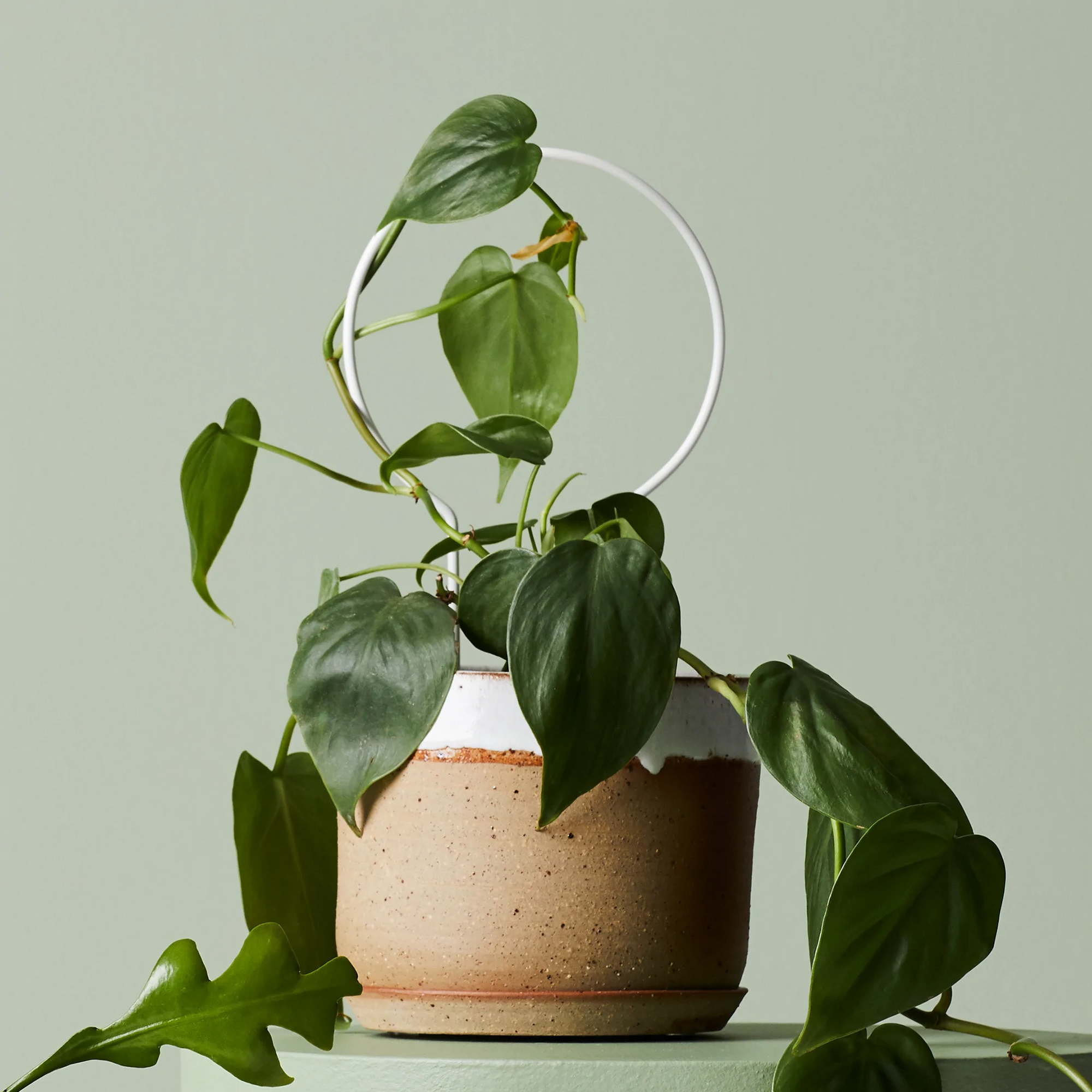 Mini Plant Stake